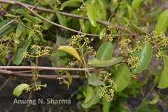 Loeseneriella arnottiana